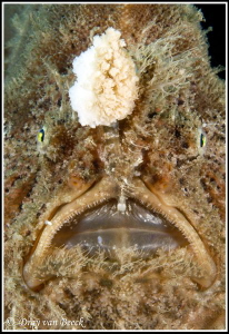 Frogfish portrait by Dray Van Beeck 